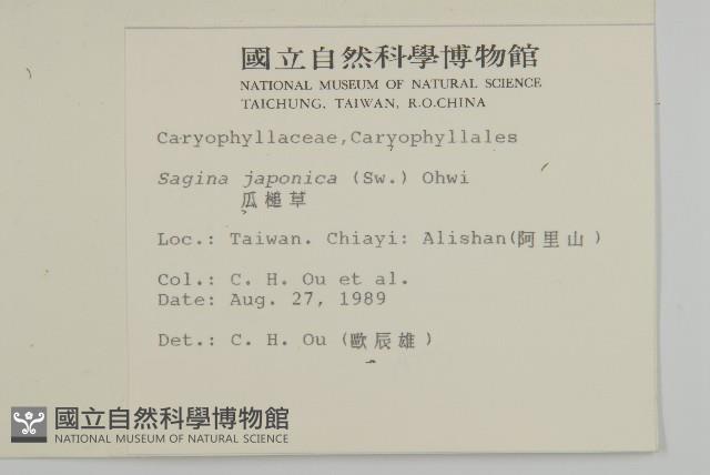 瓜槌草、漆姑草藏品圖，第2張