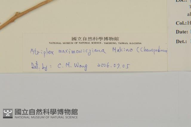 馬氏濱藜藏品圖，第3張