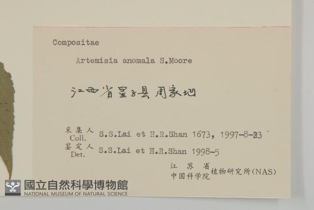 珍珠蒿、奇蒿藏品圖，第3張