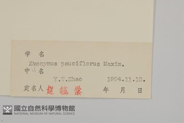 瘤枝衛矛藏品圖，第3張