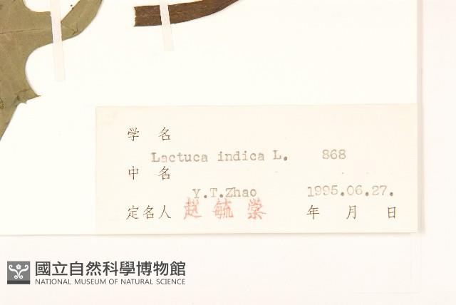 鵝仔草藏品圖，第3張