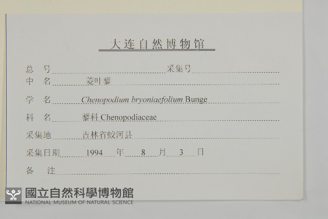 菱葉藜藏品圖，第3張