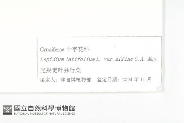 光果寬葉獨行菜藏品圖，第3張