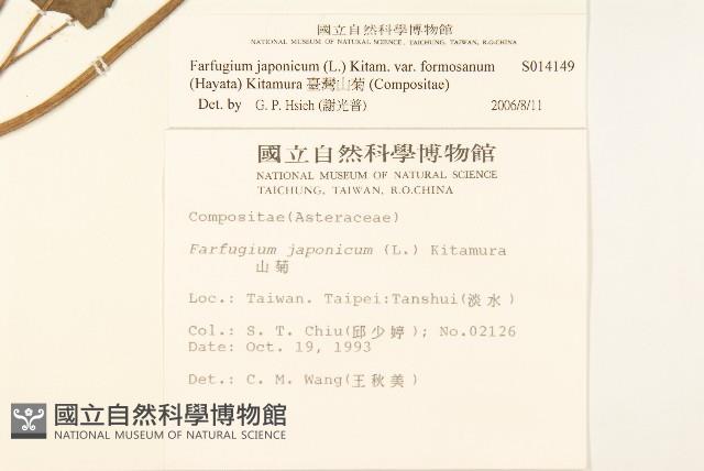 臺灣山菊藏品圖，第2張