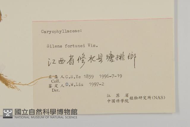 蠅子草藏品圖，第3張