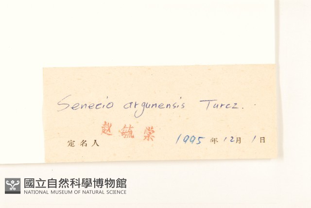 羽葉千里光藏品圖，第3張