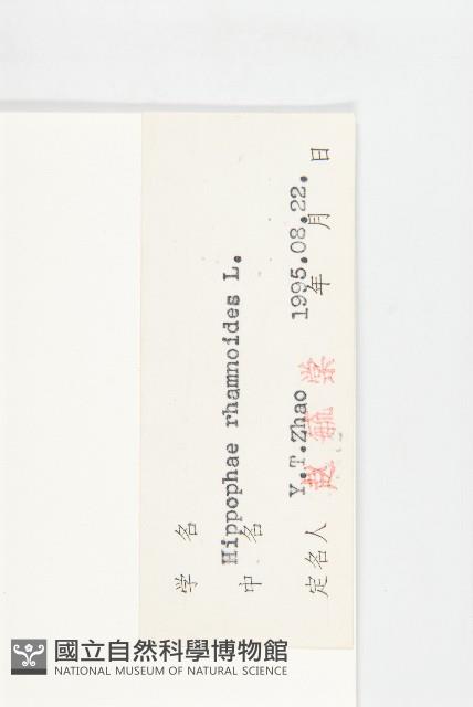 沙棘藏品圖，第3張