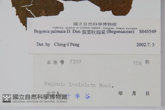 裂葉秋海棠藏品圖，第2張