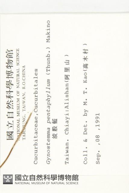 絞股藍藏品圖，第2張