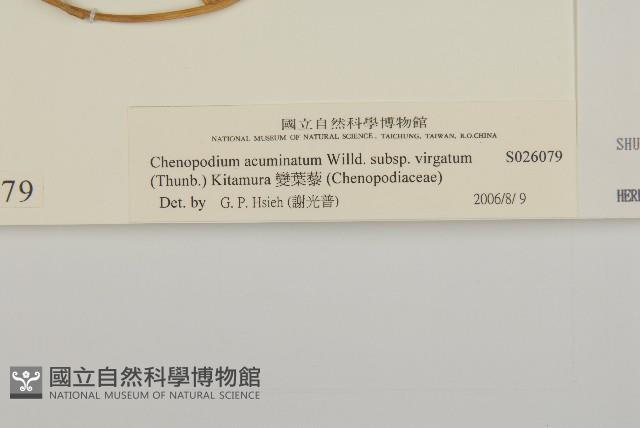 變葉藜藏品圖，第3張