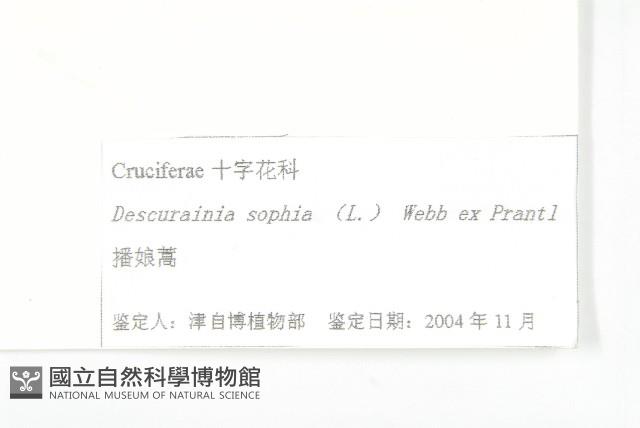 播娘蒿藏品圖，第3張