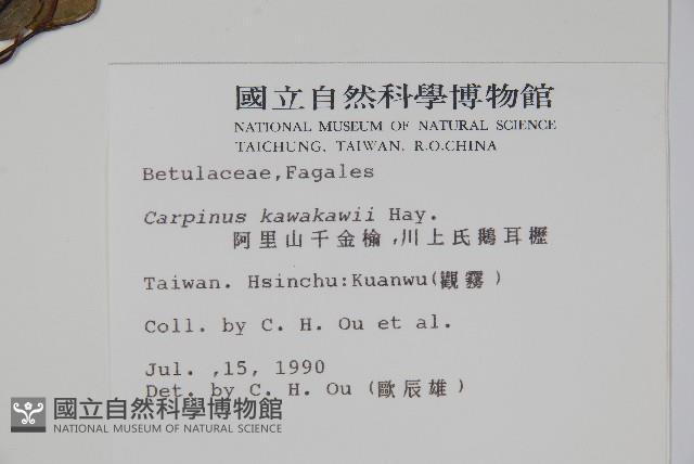 阿里山千金榆藏品圖，第2張