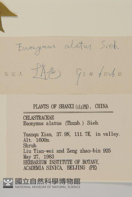 衛矛藏品圖，第3張