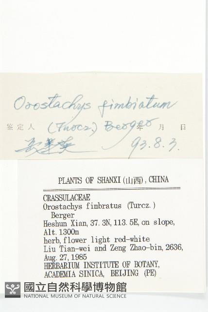 瓦松藏品圖，第3張