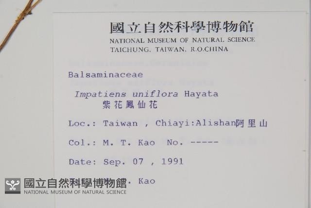 紫花鳳仙花藏品圖，第2張