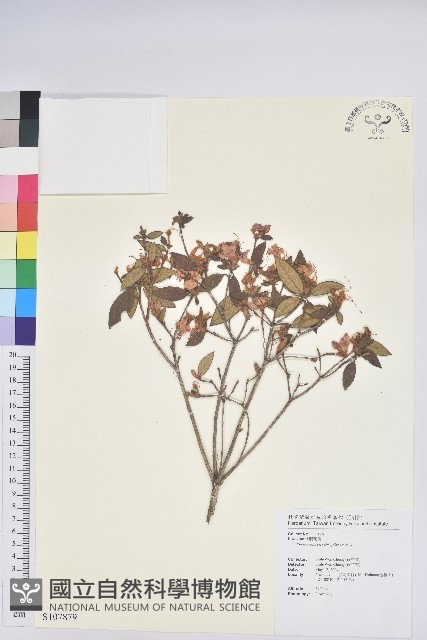 紅毛杜鵑藏品圖，第3張