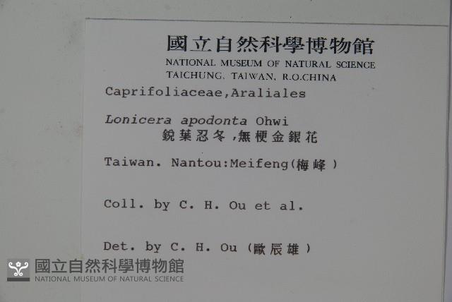 無梗忍冬藏品圖，第2張