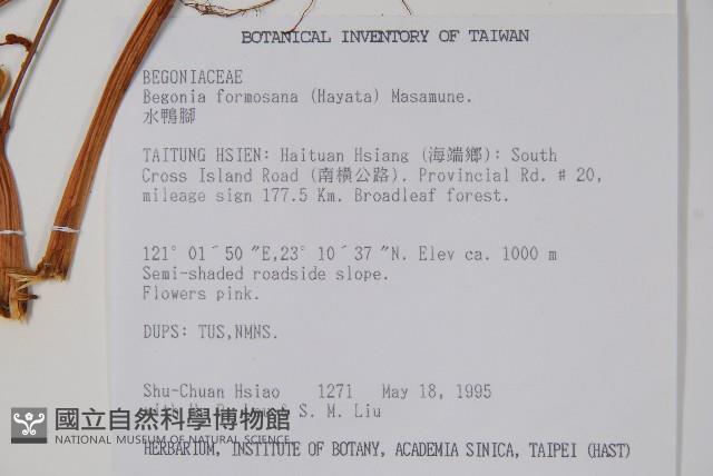 水鴨腳藏品圖，第2張