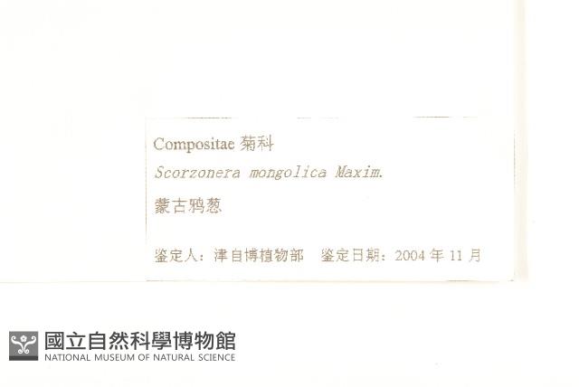 蒙古鴉蔥藏品圖，第3張