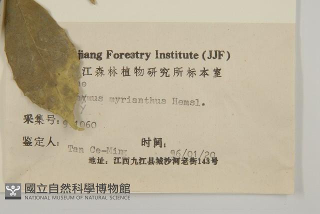 大果衛矛藏品圖，第3張