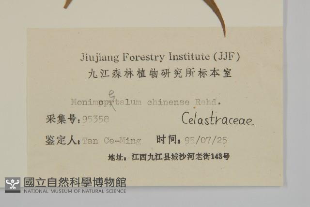 永瓣藤藏品圖，第3張