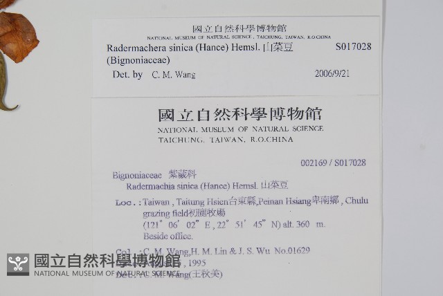山菜豆藏品圖，第5張