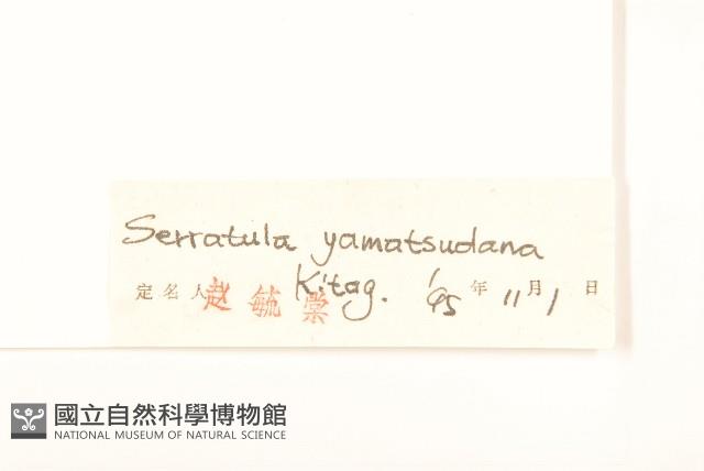 草地麻花頭藏品圖，第3張