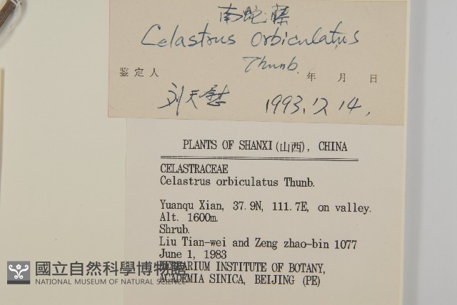 南蛇藤藏品圖，第3張