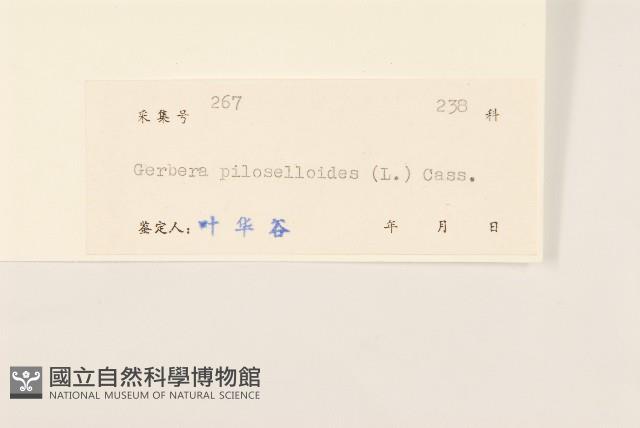 毛大丁草藏品圖，第3張