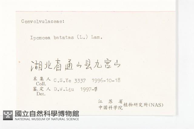 甘藷、地瓜藏品圖，第3張