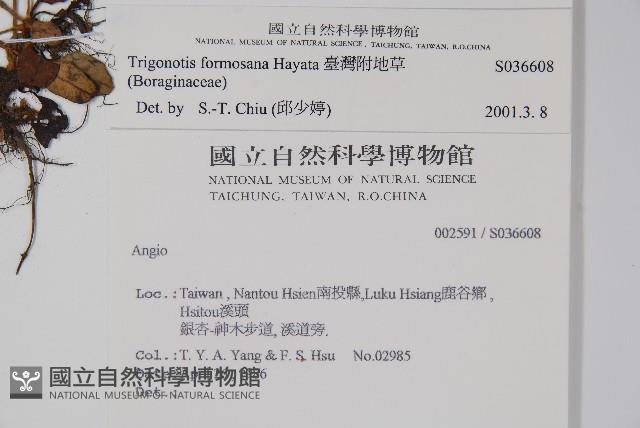 臺灣附地草藏品圖，第2張