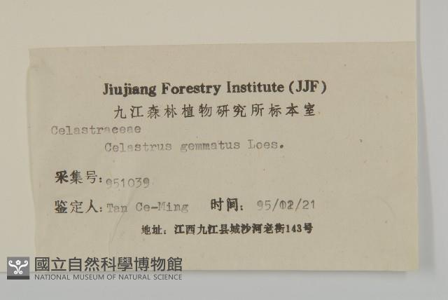 哥蘭葉藏品圖，第3張