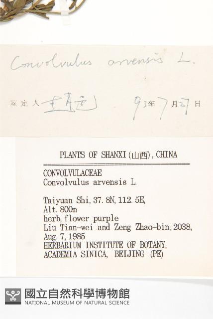 田旋花藏品圖，第3張