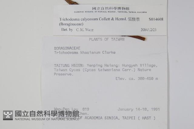 假酸漿藏品圖，第2張