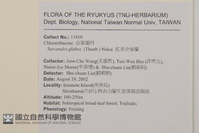 草珊瑚、紅果金粟蘭藏品圖，第2張