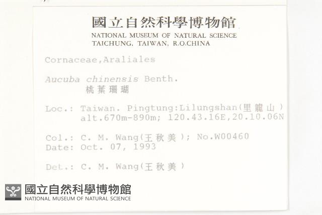 桃葉珊瑚藏品圖，第2張