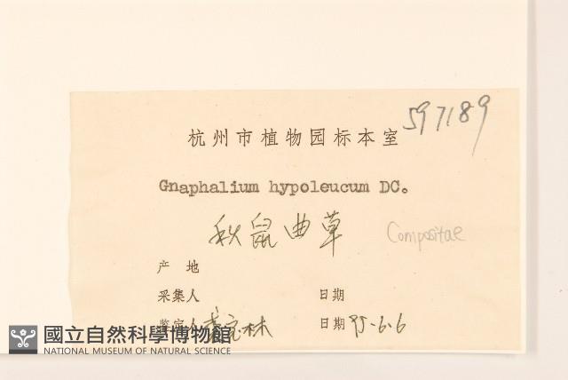 秋鼠麴草藏品圖，第3張