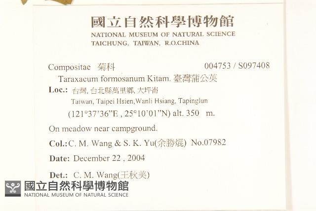 臺灣蒲公英藏品圖，第2張