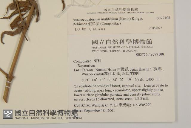 假澤蘭藏品圖，第2張