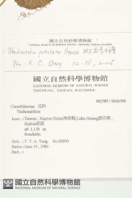 斑花青牛膽藏品圖，第2張