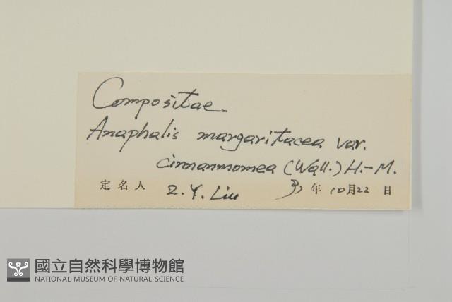 黃褐珠光香青藏品圖，第3張