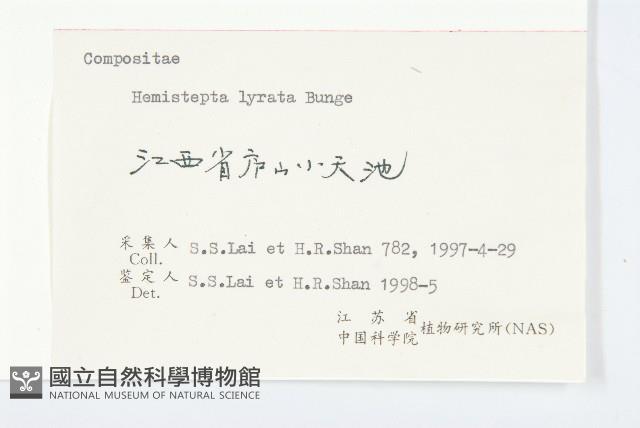 泥胡菜藏品圖，第3張