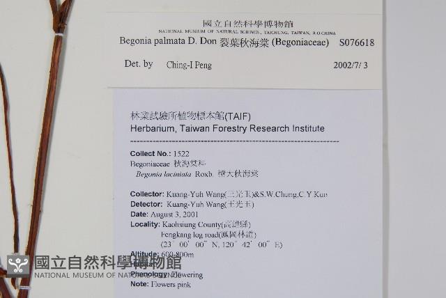 裂葉秋海棠藏品圖，第2張