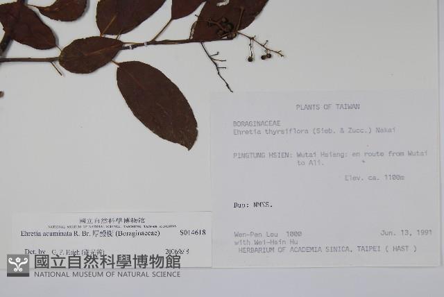 Heliotrope Ehretia Collection Image, Figure 2, Total 2 Figures