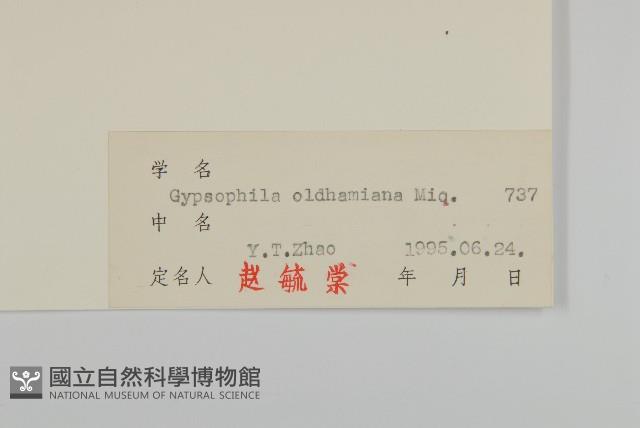 霞草、歐石頭花藏品圖，第3張
