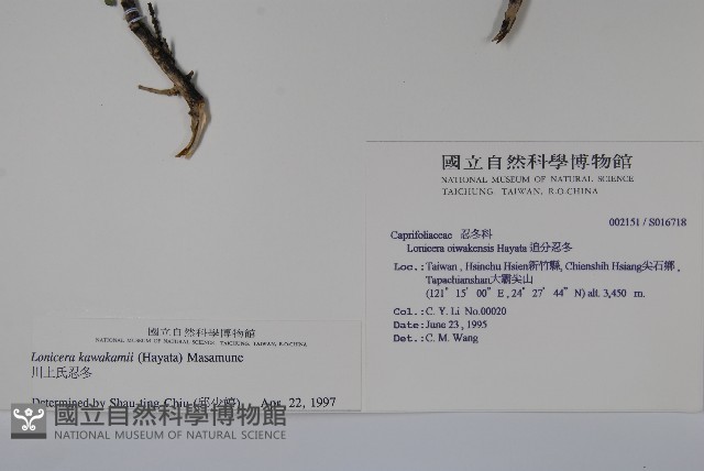 川上氏忍冬藏品圖，第2張
