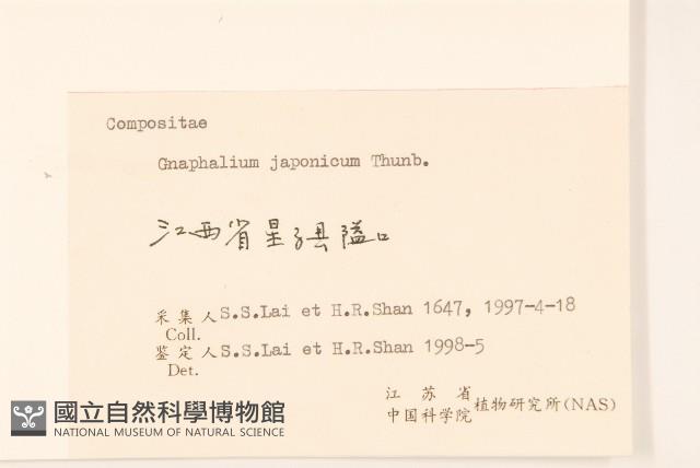 父子草、天青地白藏品圖，第3張