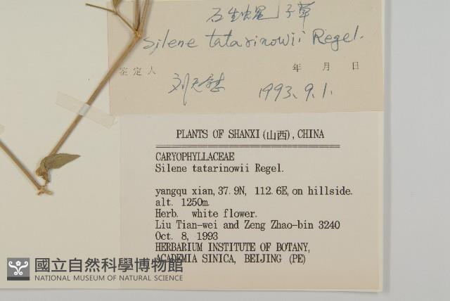 石生蠅子草、山女婁菜藏品圖，第3張