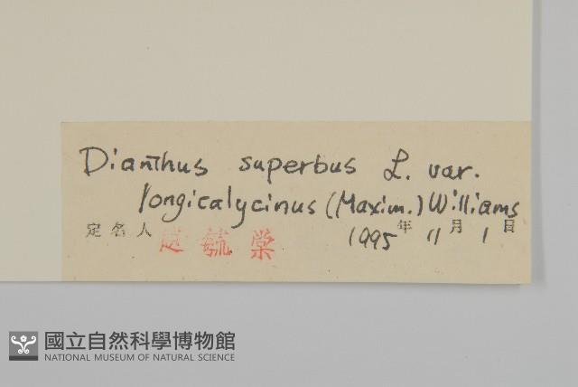 長萼瞿麥藏品圖，第3張