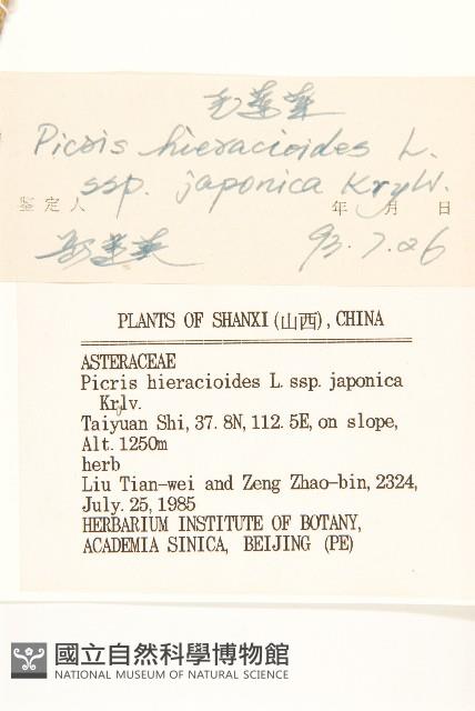 毛蓮菜藏品圖，第3張